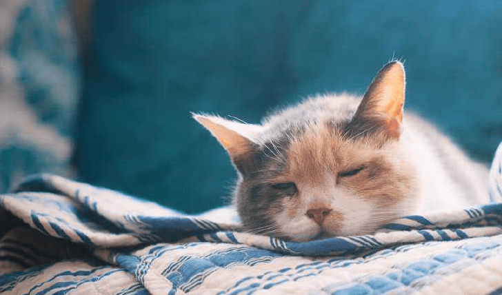 猫携带狂犬病毒吗？理论上来说是可能的