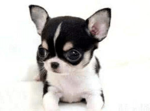 吉娃娃掉毛吗，对症下药才是王道