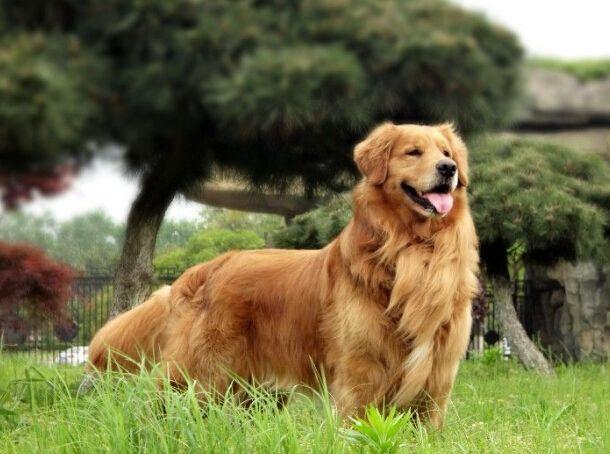 金毛和拉布拉多哪个贵？实际上相差不大