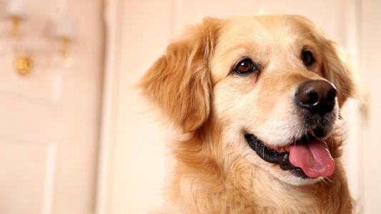 金毛冬天怕冷吗？冬天如何保暖呢