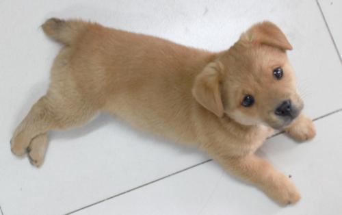 狗发抖是怎么回事?除了冷可能还有这些原因