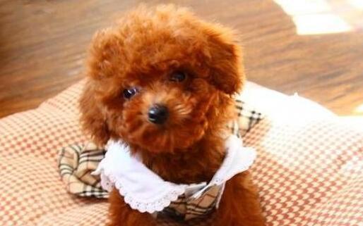 泰迪能吃苹果吗?泰迪能吃什么水果