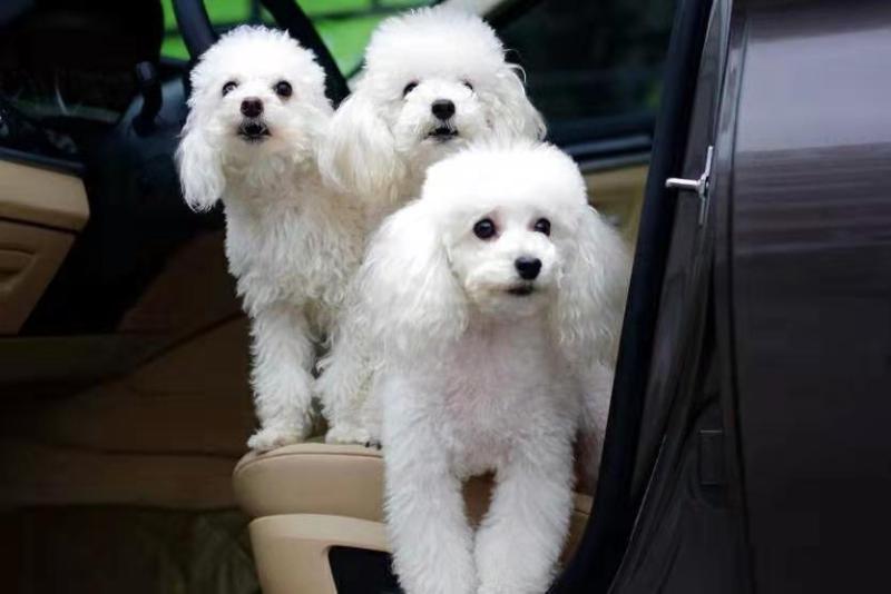 贵宾犬乱咬东西怎么办？从日常的训练着手