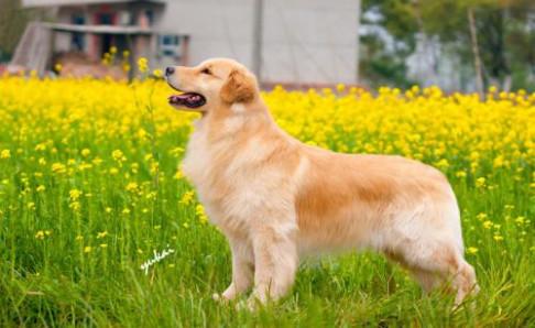 金毛犬吃什么食物