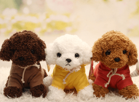 茶杯犬泰迪寿命有多长，正常情况都差不多