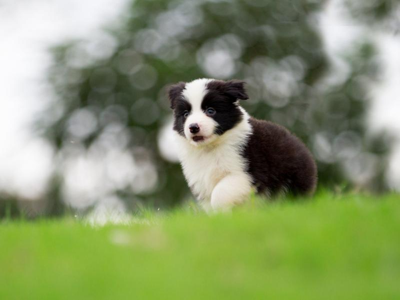 边牧幼犬吃什么狗粮好?选对口味很重要