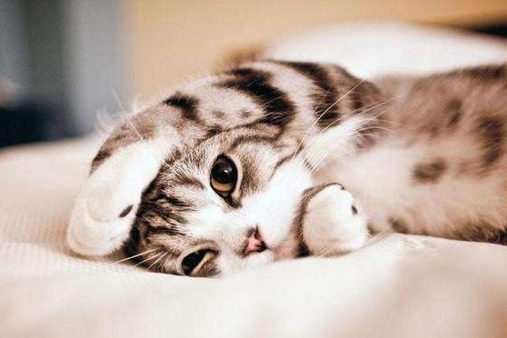 猫喜欢吃什么?并不是只有鱼