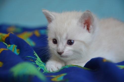 小猫吃什么,各种想不到