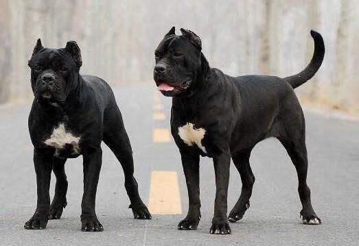 卡斯罗几个月认主人,大约是从这个时候开始的