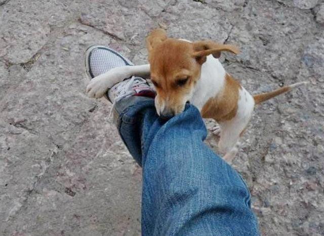 被小狗抓伤要打针吗?要搞清楚这些情况再打算