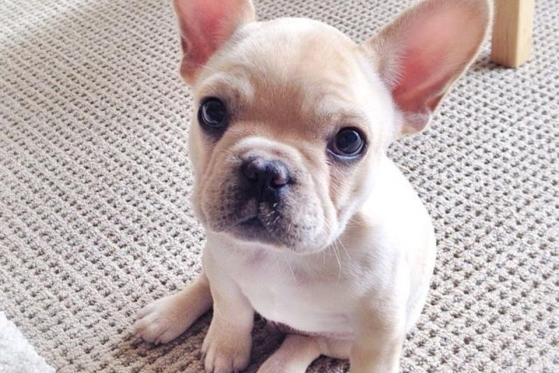 怎么训练法国斗牛犬？狠得下心，拉的下脸