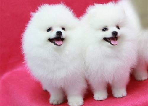 小型宠物狗价格，小型犬品种及价格详单