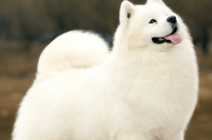 萨摩耶一顿吃多少,一不小心吃成“大胖子”