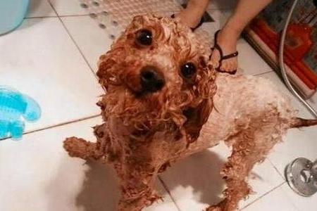 贵宾犬掉毛很厉害怎么办？找到原因对症治疗