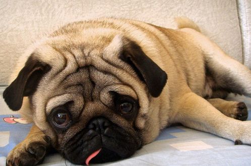 八哥犬的性格？到底是好还是坏呢