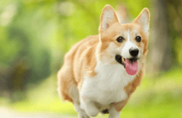 狗狗不停喝水是怎么回事?可能是这些原因导致的