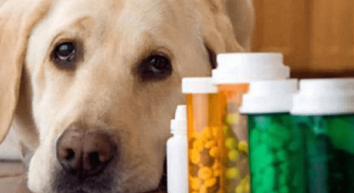 狗狗的真菌怎么治?搞清楚具体的原因