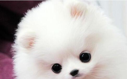 博美发烧什么症状，最明显的就是精神不佳