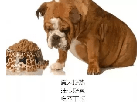 狗狗不吃东西怎么办？ 妙招教你轻松搞定