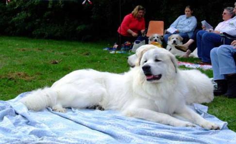 大白熊犬有什么缺点？除了个大还有这几点