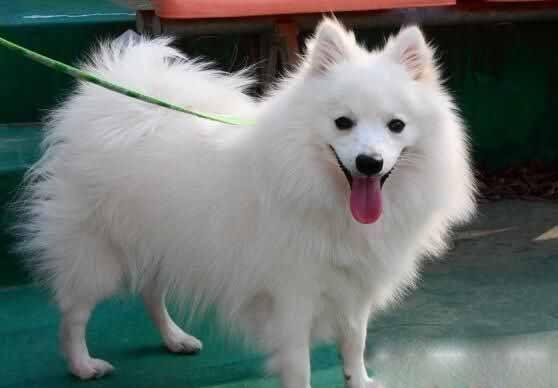 狗狗怀孕晕车怎么办?这些应对措施可以试下