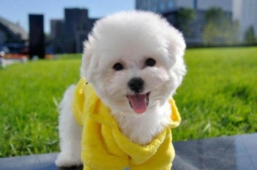 比熊怎么训练?合适的方法事半功倍