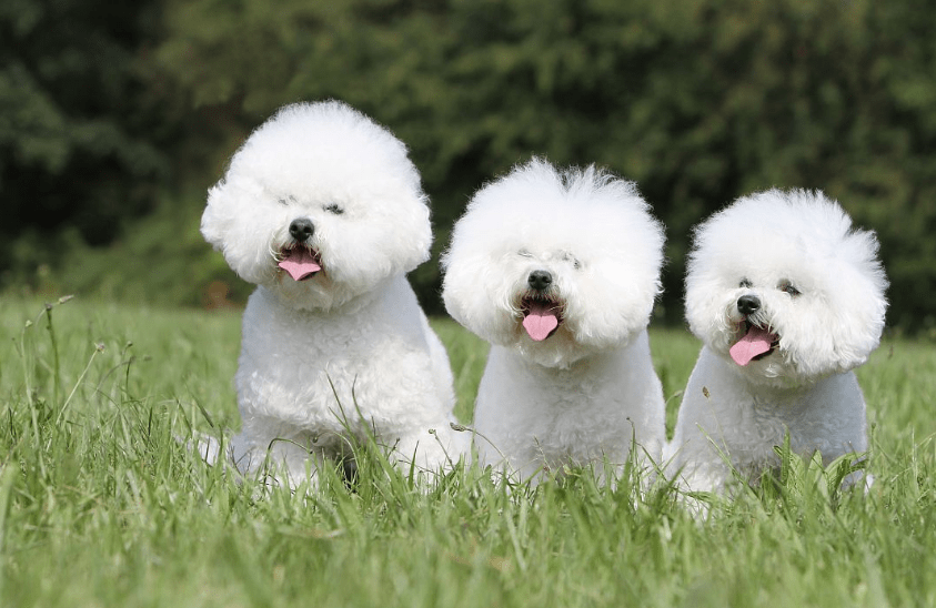 什么狗不掉毛？最不掉毛的五种狗