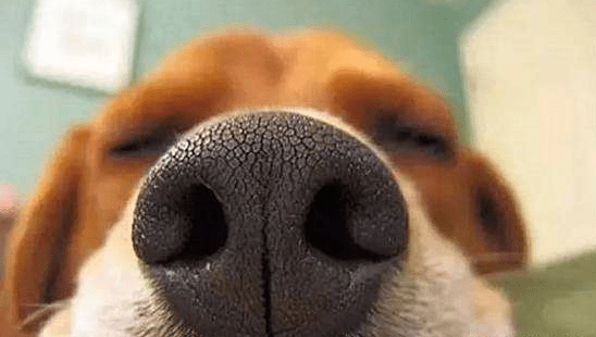 狗鼻子干怎么办,这些妙招交给你