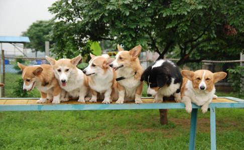柯基犬聪明吗?在同类中排名一般