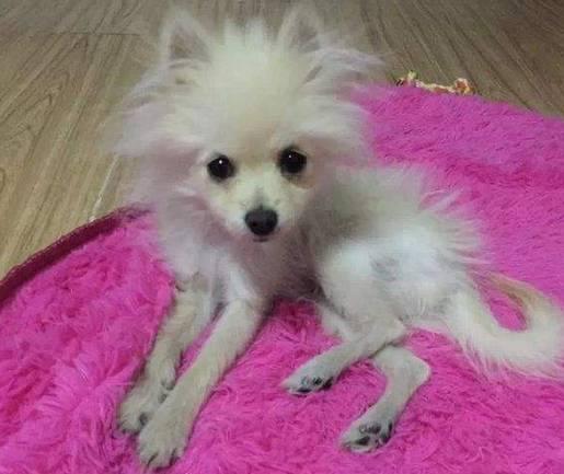 博美尴尬期注意什么，这几个问题尤其要上点心