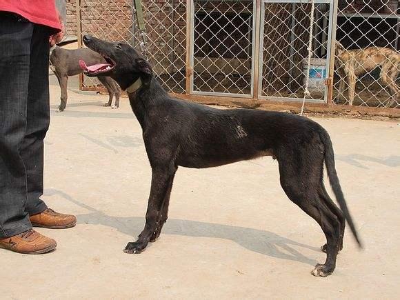那种犬是最好的猎兔犬?哈利犬是首选