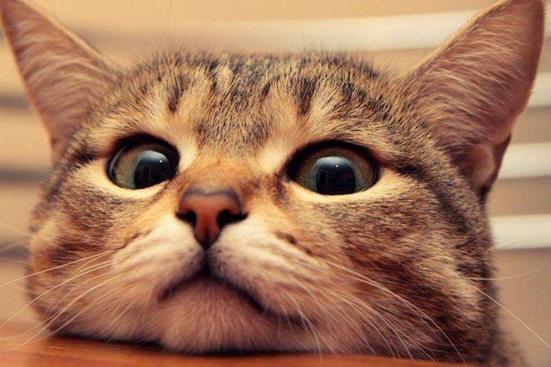 猫为什么要绝育,看完这些你自然就懂了