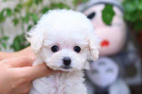 白色泰迪犬多少钱一只?搞清价格在入手