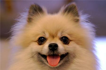 小狗狗的名字，就看你脑洞够不够大了