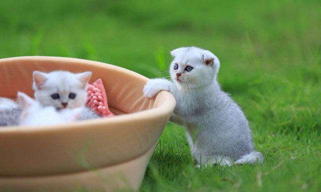 宠物名字大全，原来名字还可以这样起