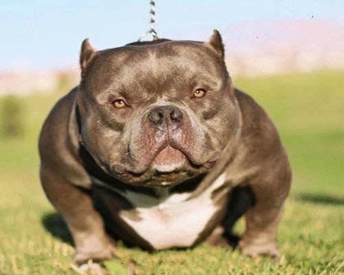 比特犬和恶霸犬谁厉害？从理论上这样来分析