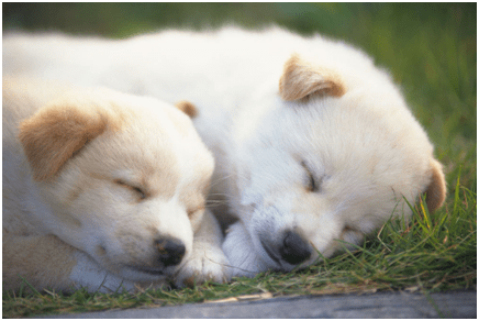 小狗可以喝牛奶吗,赶紧来了解