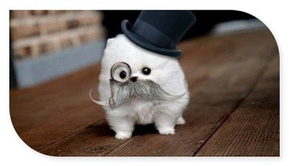 茶杯犬有多大,小小身体大大的爱