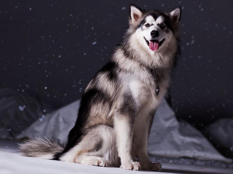 怎样训练阿拉斯加犬?一些训练它的方法技巧