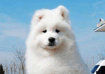 萨摩耶一顿吃多少,一不小心吃成“大胖子”