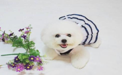 狗会来月经吗?这些知识你需了解下