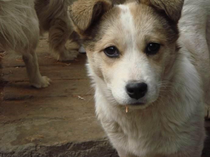 狗能不能吃虾?只能说慎重慎重