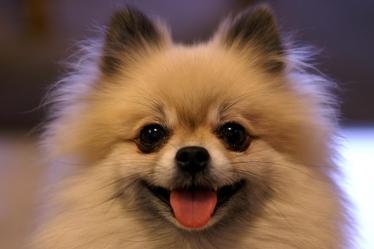 博美犬见人乱叫怎么办?需要一点时间来训练