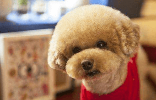 泰迪的饮食禁忌,这些东西一定要谨记