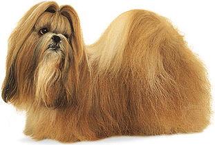 西施犬智商排名，不算高但别小瞧它