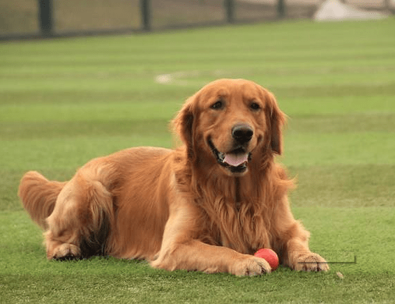 金毛犬喜欢吃什么,这几种必不可少