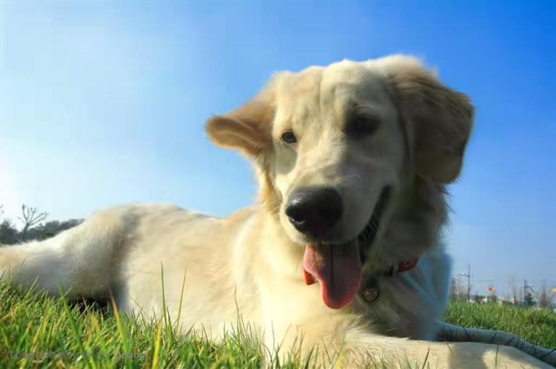 金毛犬爱主人的表现,这些情况好好爱惜