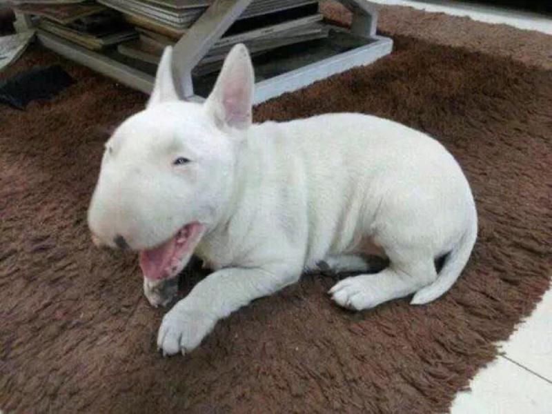 牛头梗皮肤病怎么治疗？对症下药才是关键