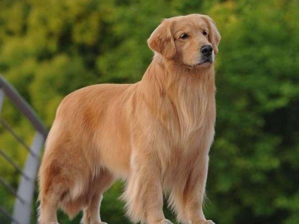 拉布拉多吃了就吐怎么回事,看看是不是这些原因