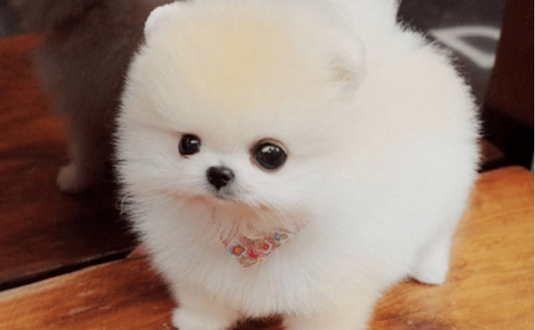 茶杯犬可以长多大?  不愧是袖珍狗狗